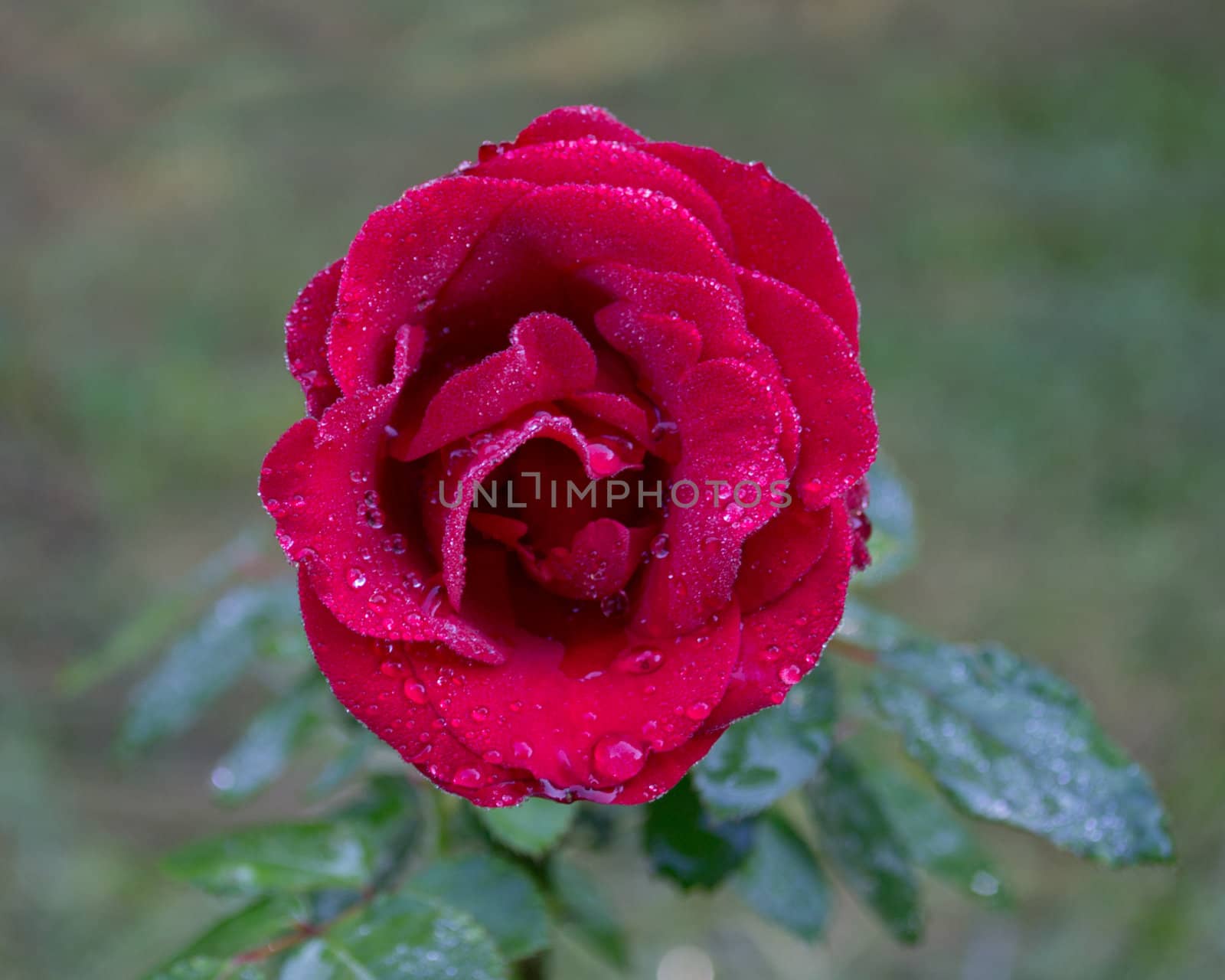 Closeup image of dark red rose.