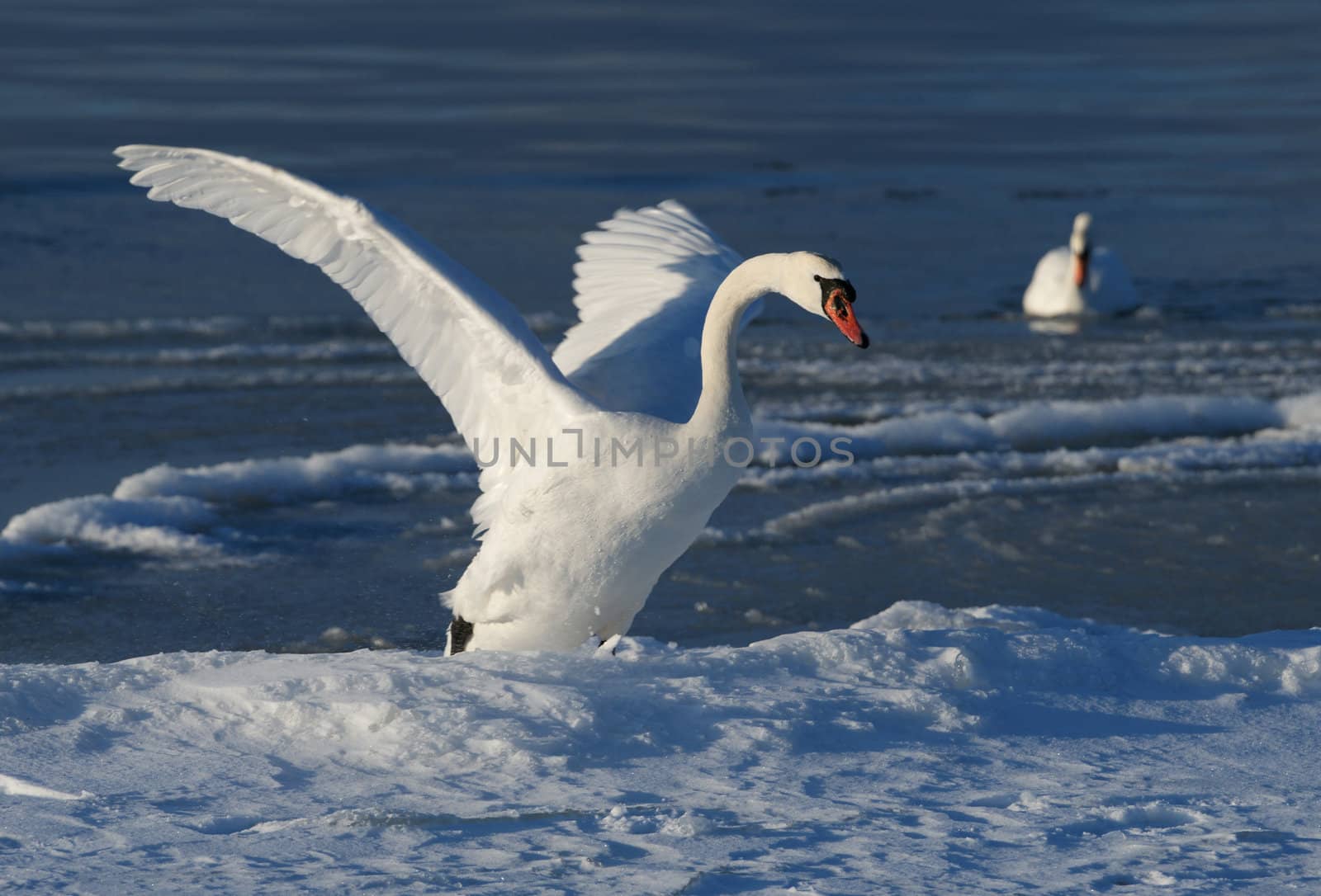 White swan  by andrei_kolyvanov