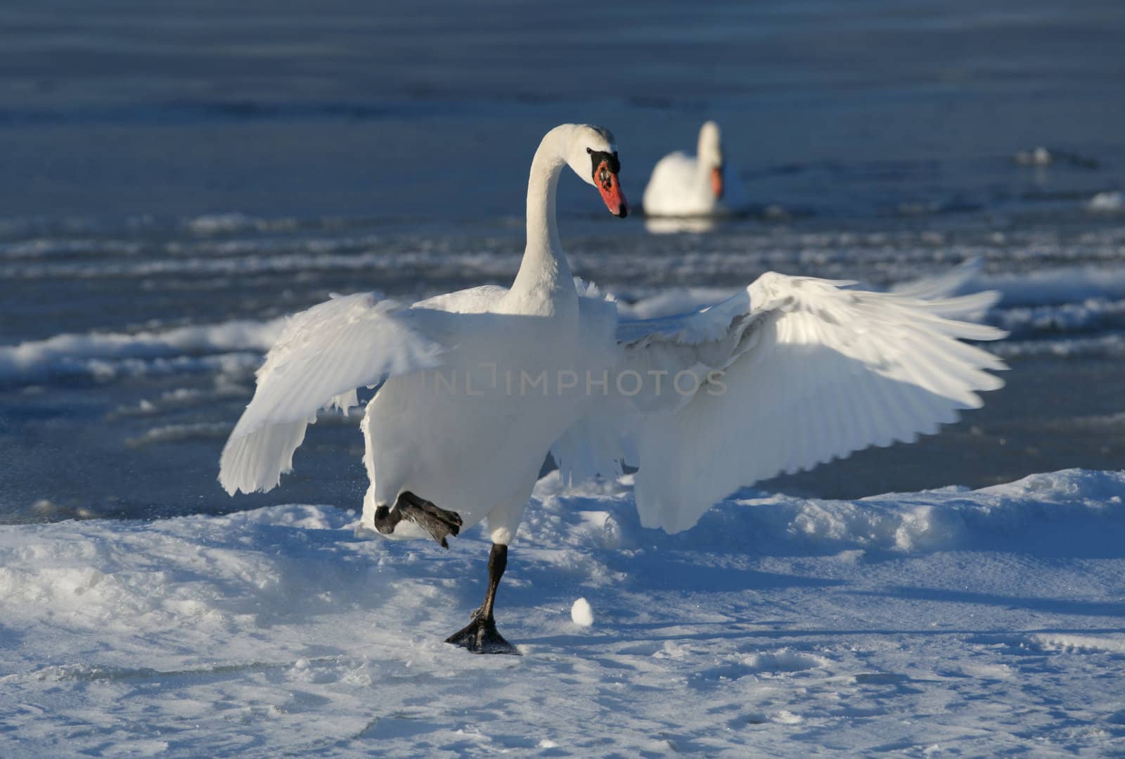 The swan has spread wings