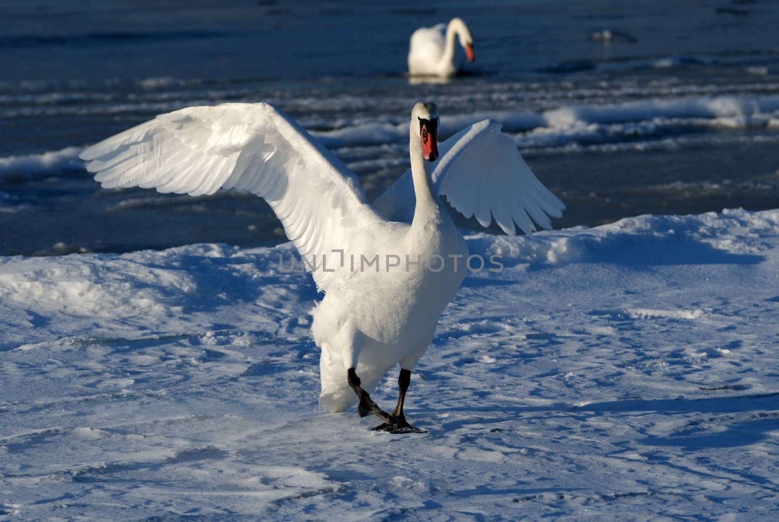 The swan has spread wings