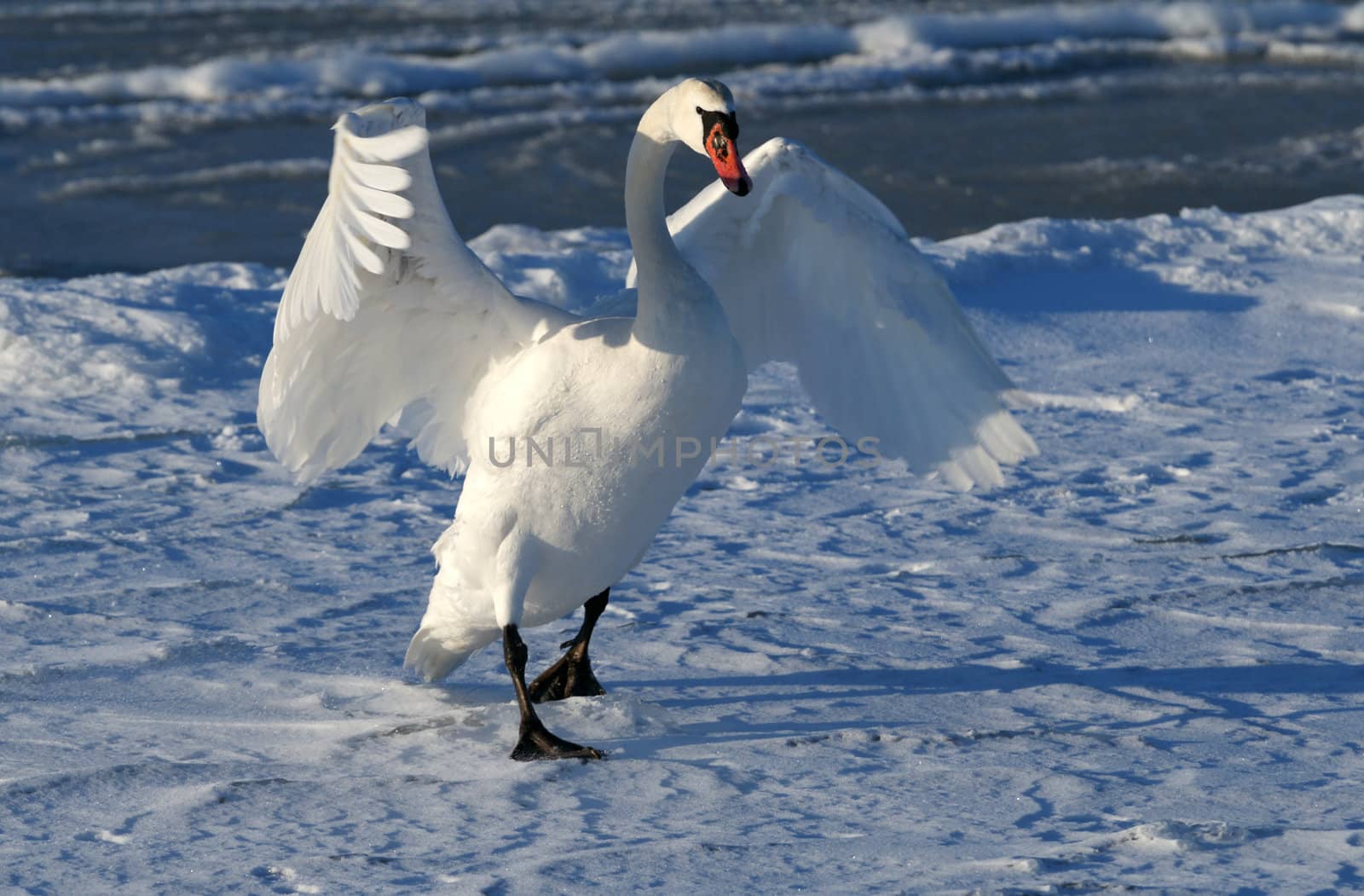 White swan  by andrei_kolyvanov