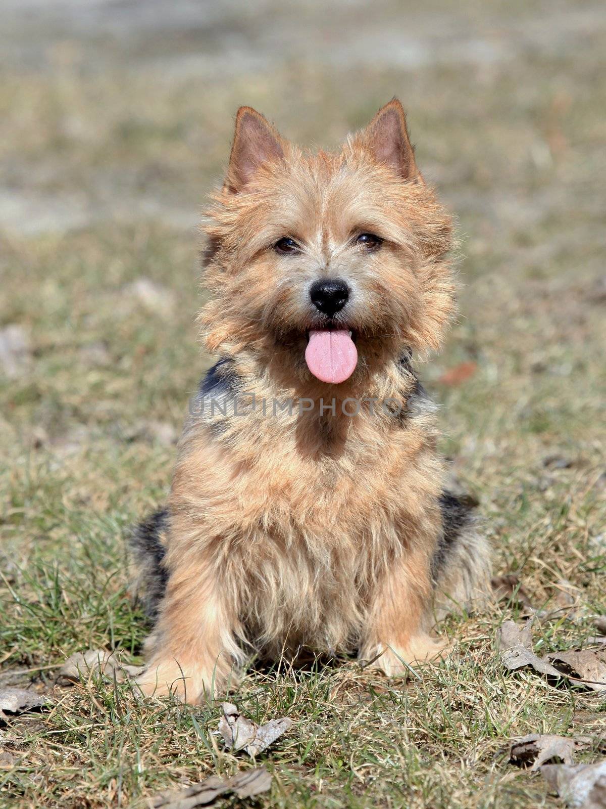 The portrait of Norwich Terrier in the garden