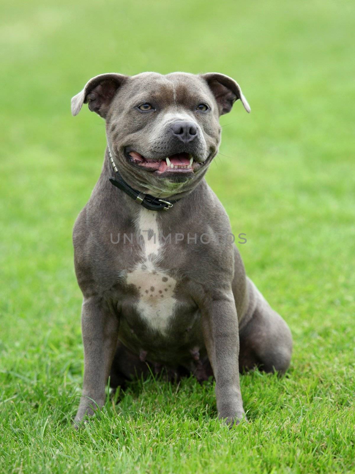 Portrait of a nice American staffordshire terrier