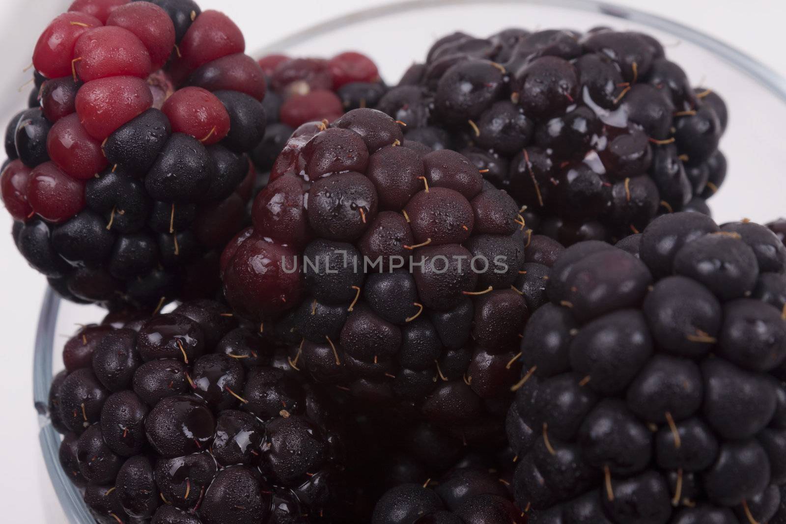 blackberries on a white background