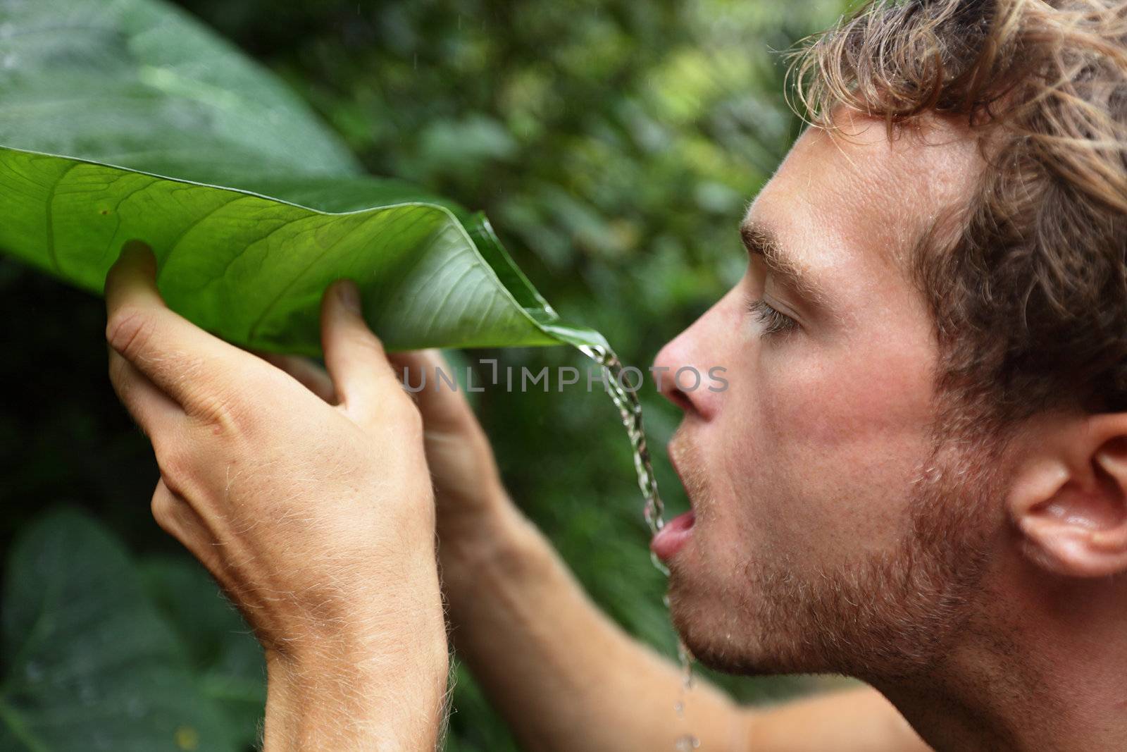 Survival - man drinking rain water from leaf in rainforest jungle.
