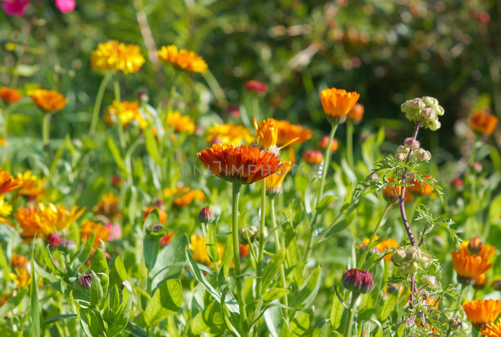 yellow  flower close-up. pot marigold (Calendula officinalis) fiel
