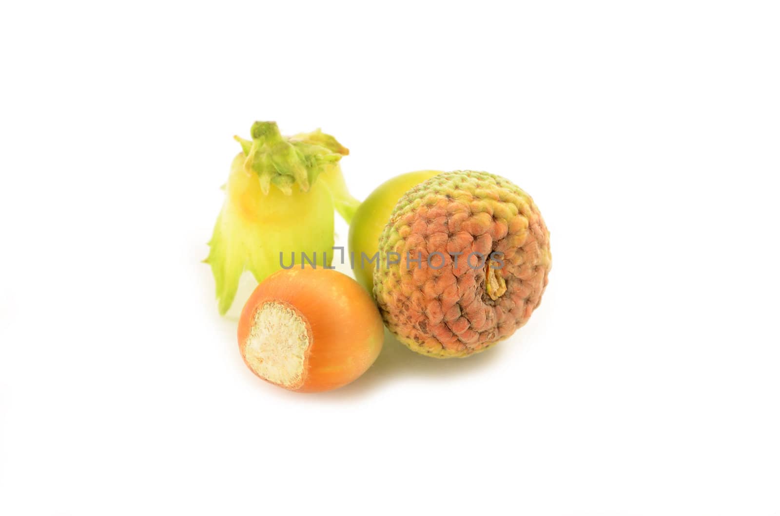 Ripe yellow acorns close up isolated on white background