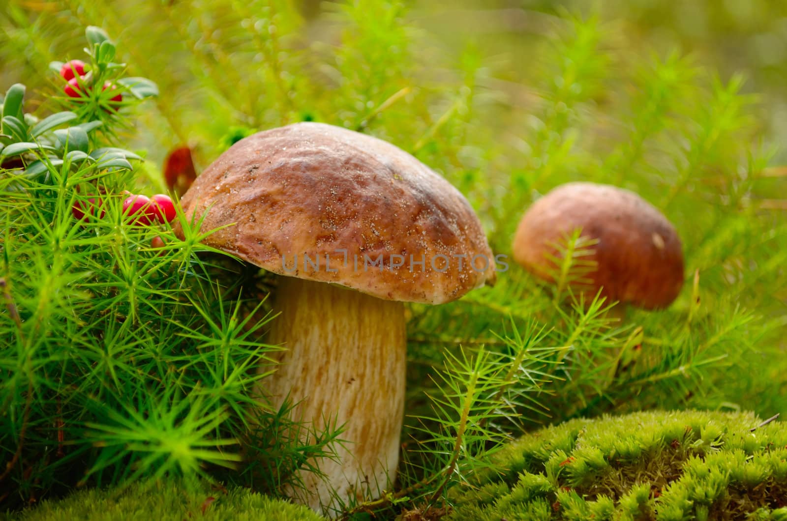 Mushrooms by subos