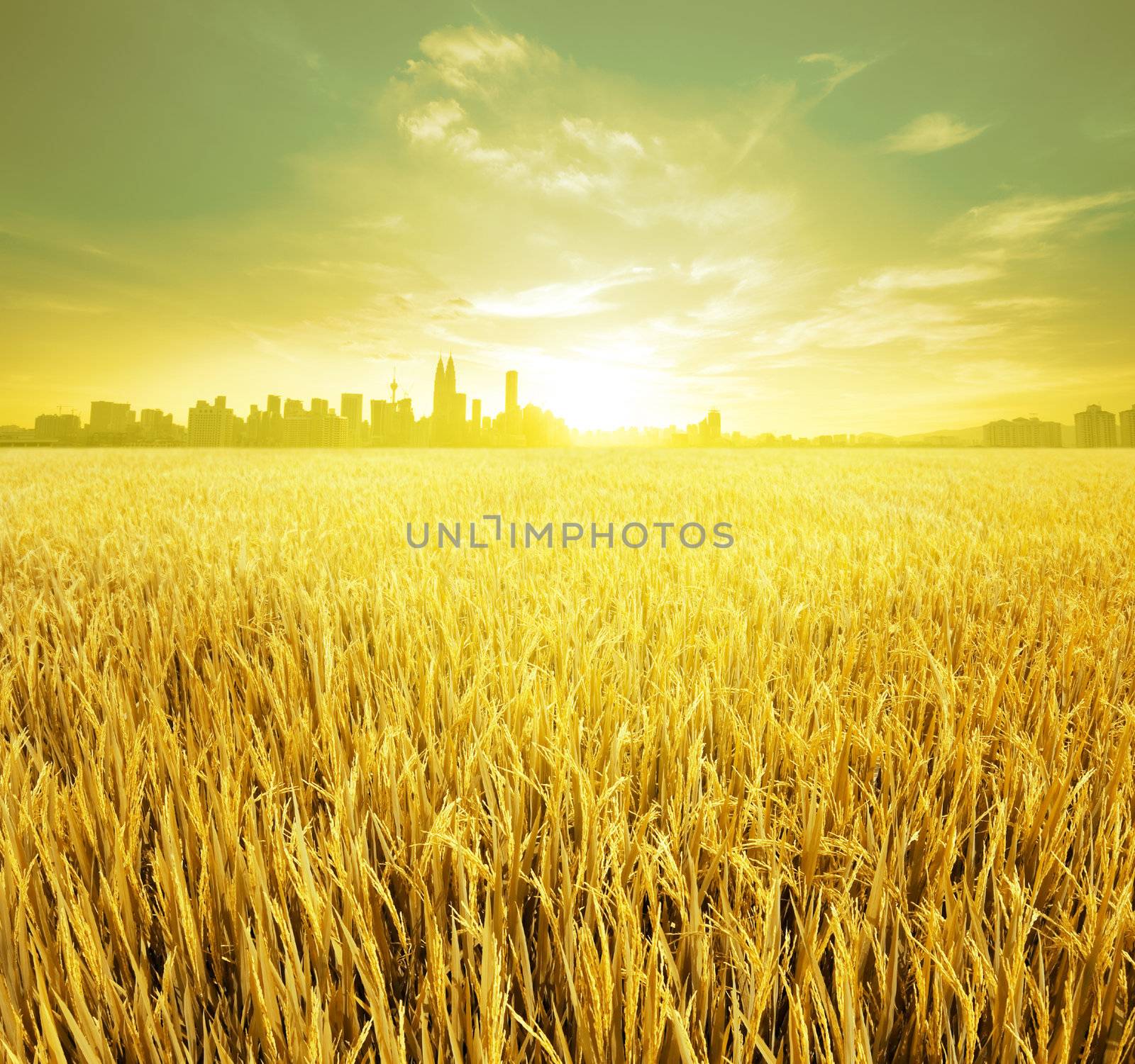 Kuala Lumpur is the capital city of Malaysia, landspace view over paddy field plantation in morning sunrise