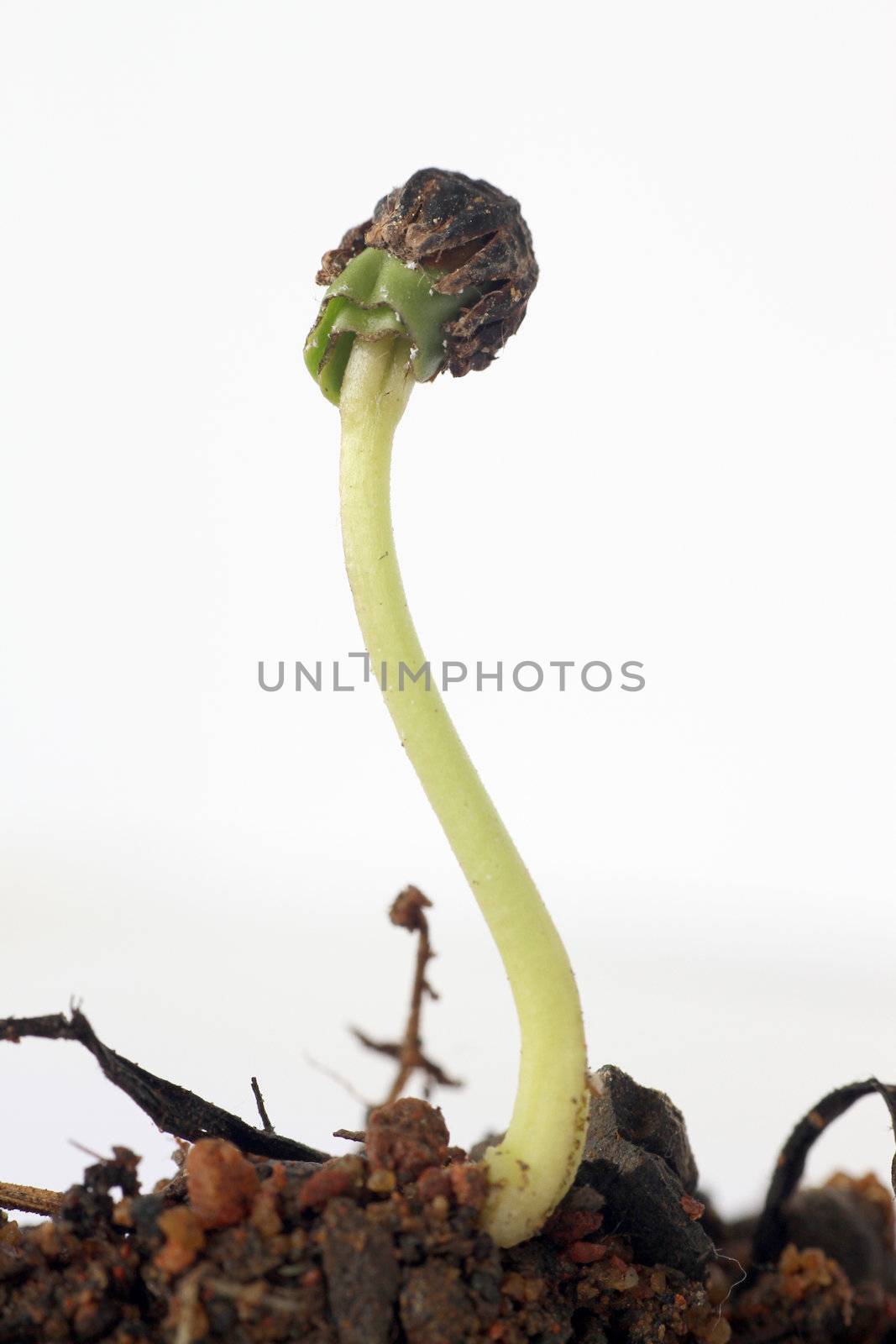 new life macro of a seed in a land with white background