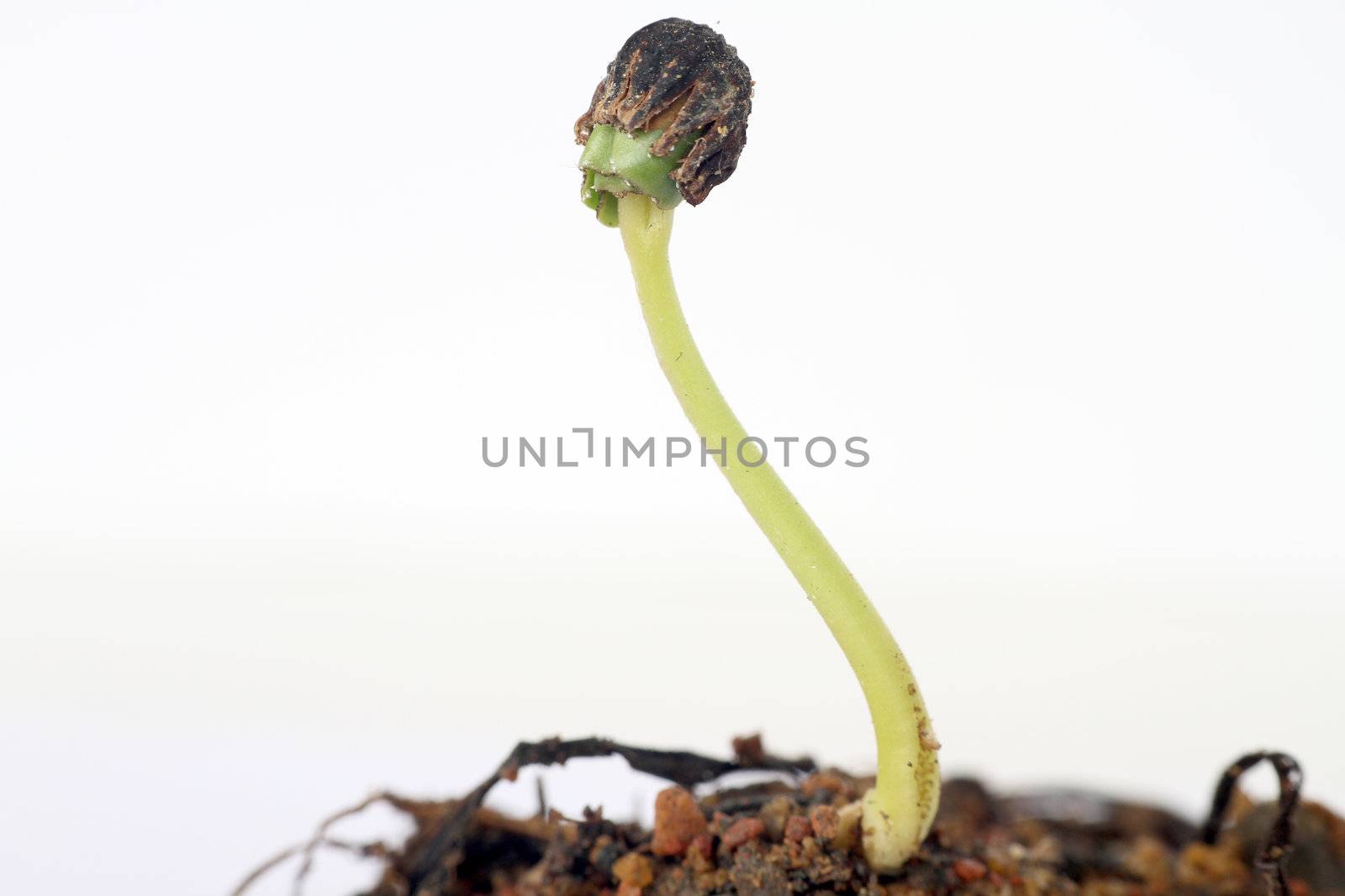 new life macro of a seed in a land with white background