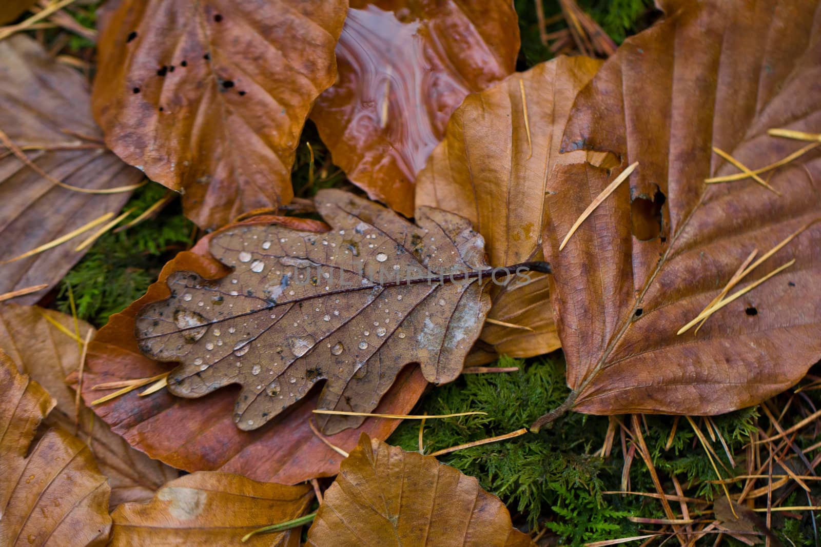 Autumn leaves on the ground on a rainy day