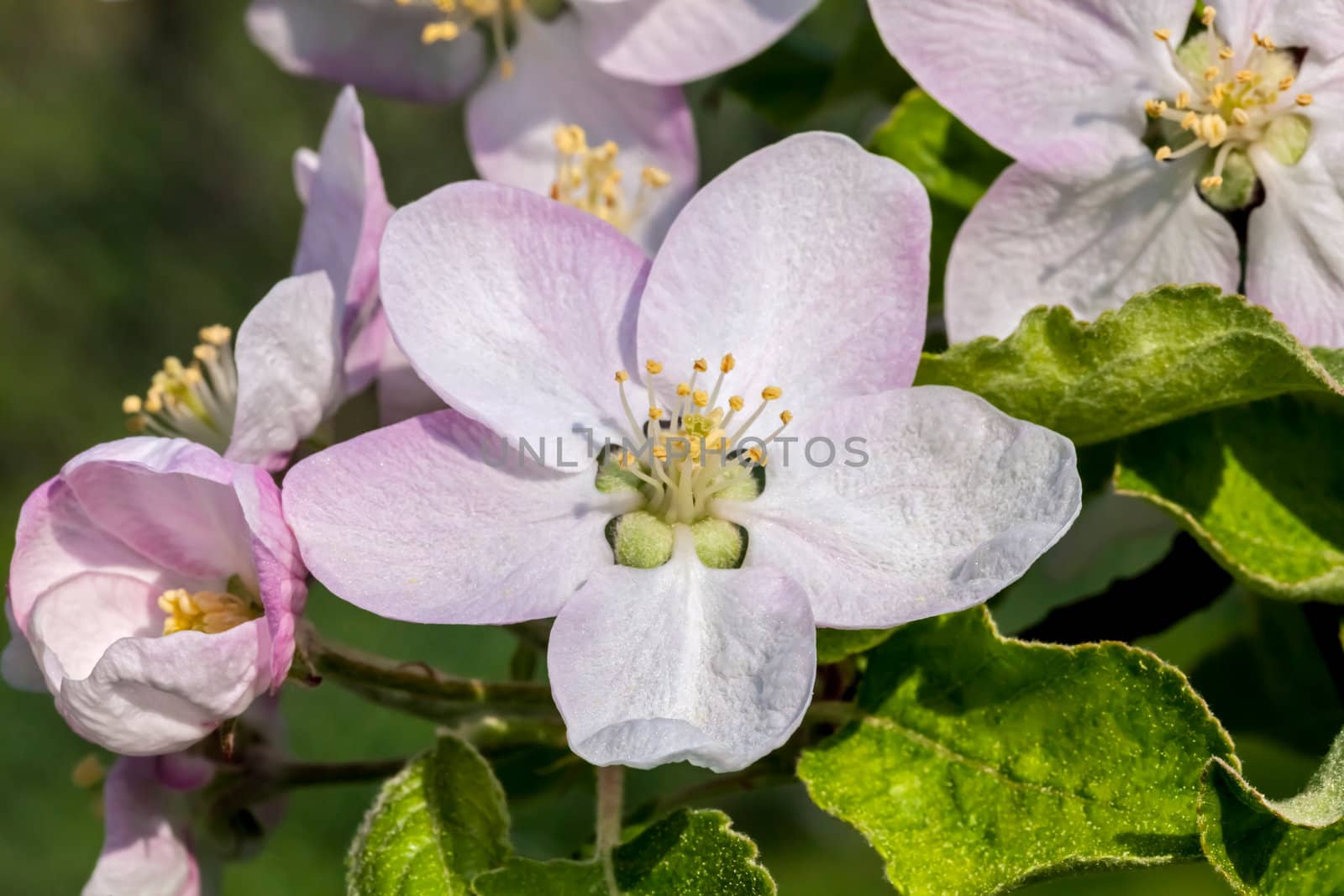 This image shows a m macro from a Apple Blossom