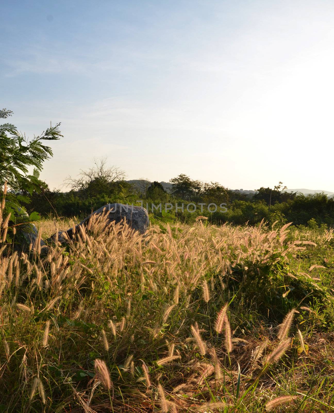 Landscape, sunny dawn in a field, Kao Yai, Thailand
