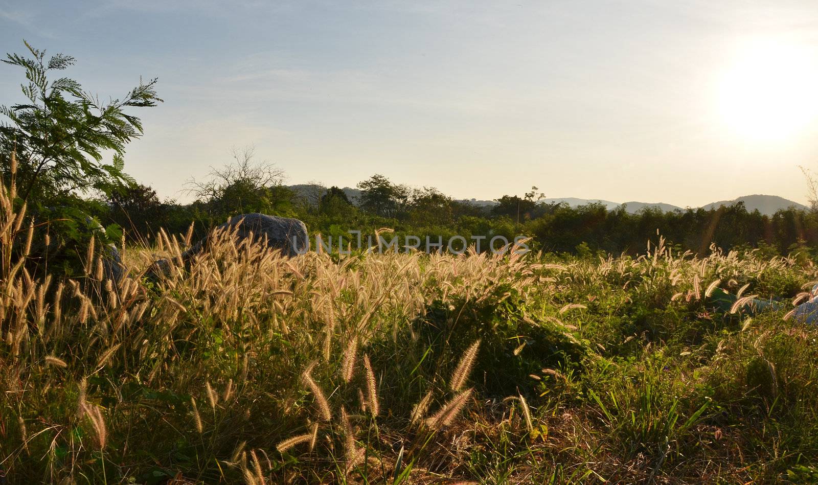 Green field and beautiful sunrise by siraanamwong