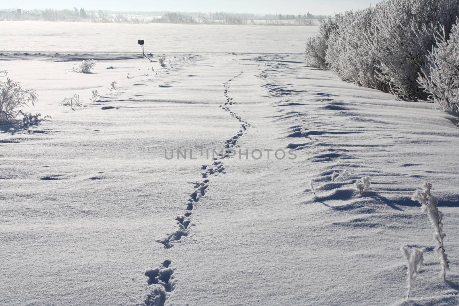 animal tracks in deep snow on a rural driveway on a sunny day.