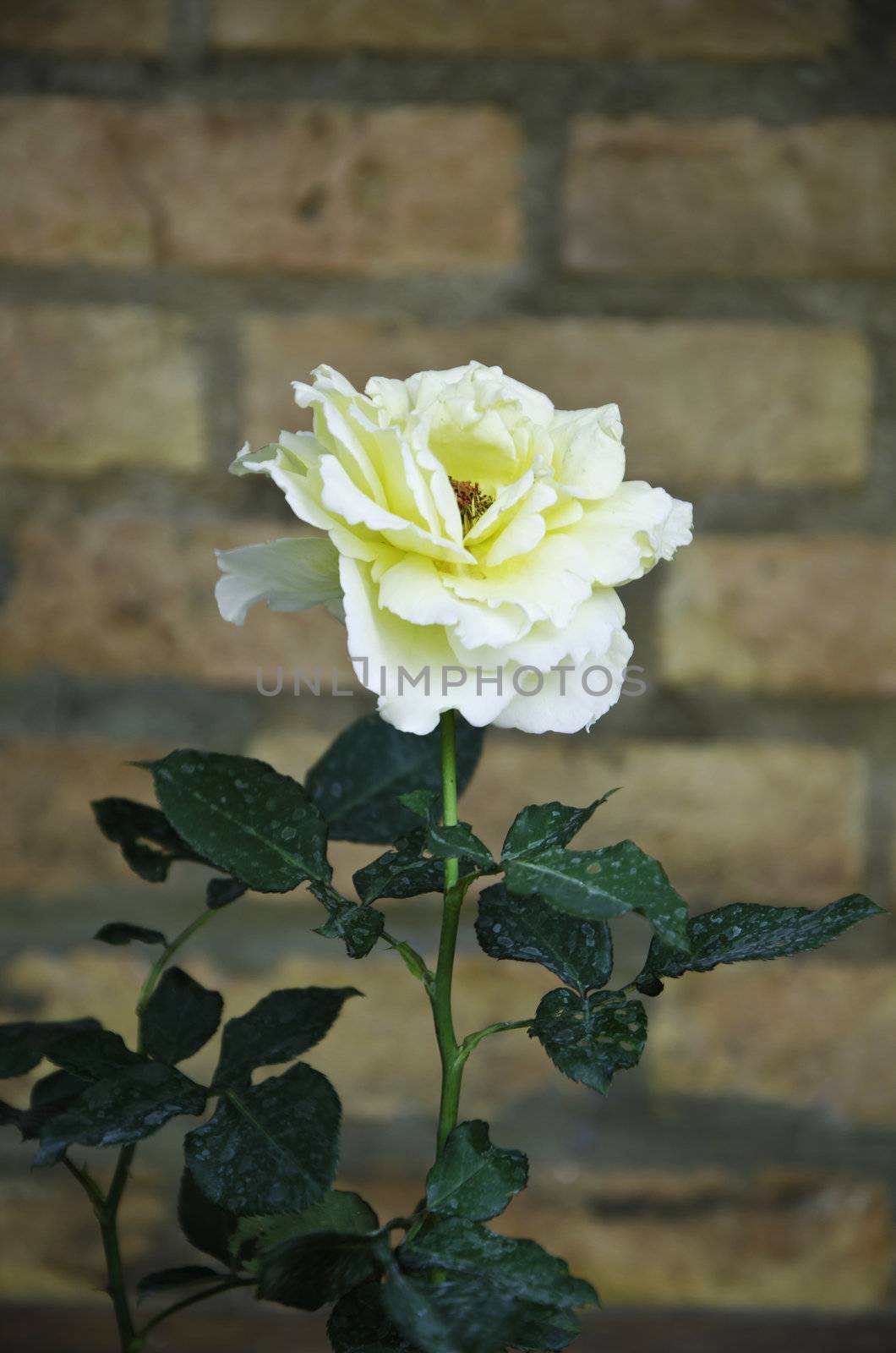 Close up of rose flower  by siraanamwong