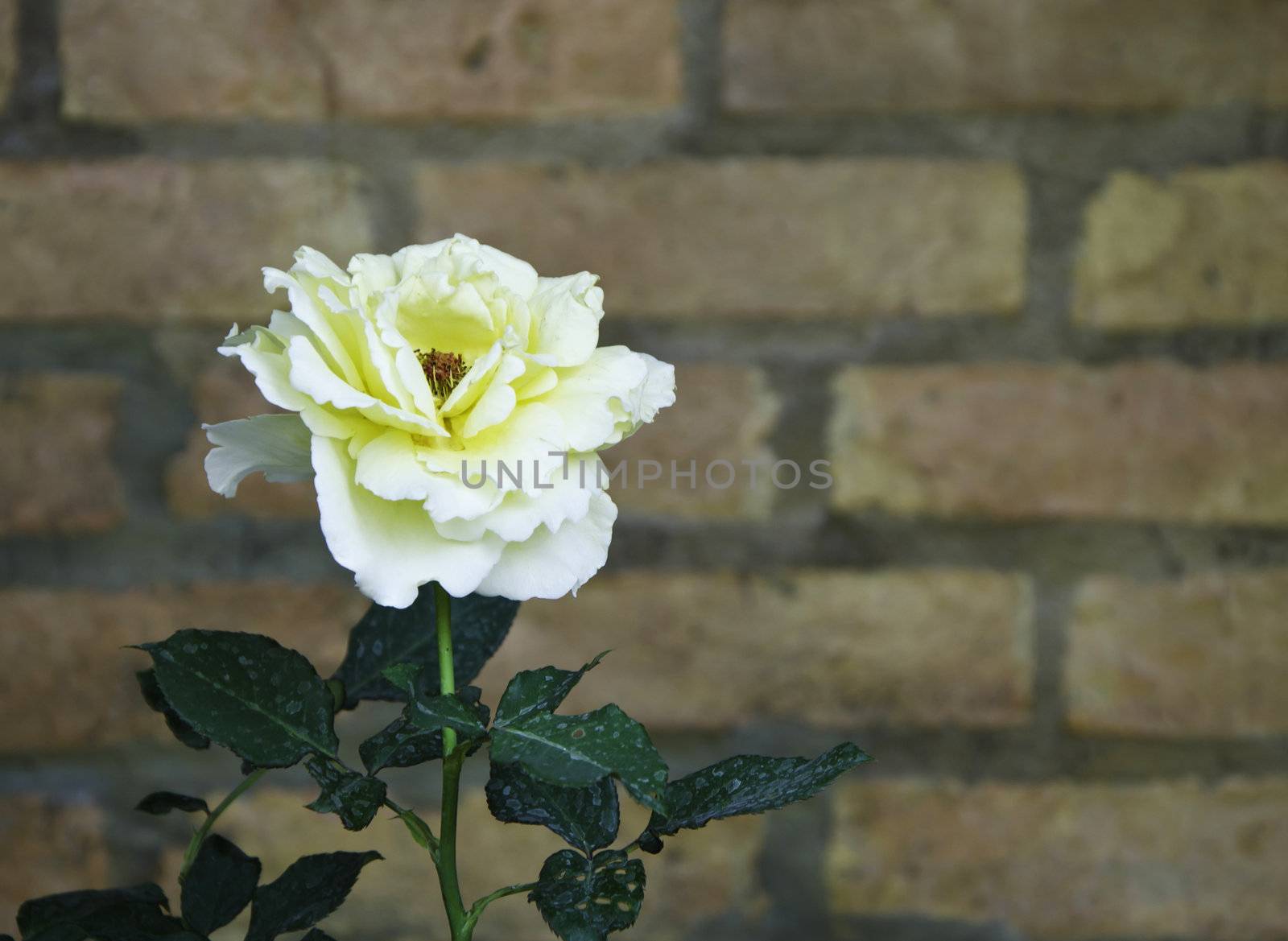 Close up of yelow rose flower against a brick wall 