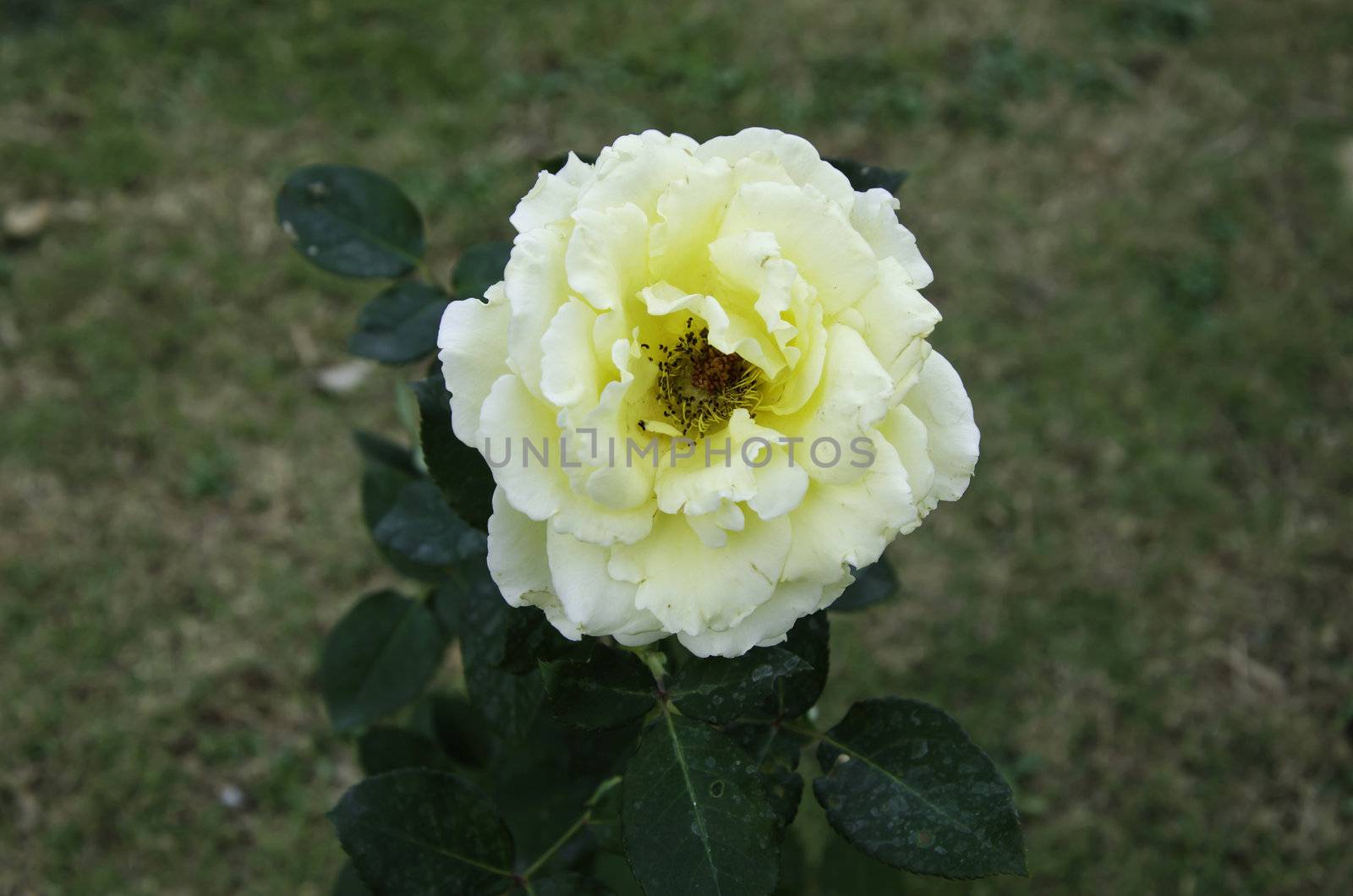 Close up of yellow rose flower blossom 