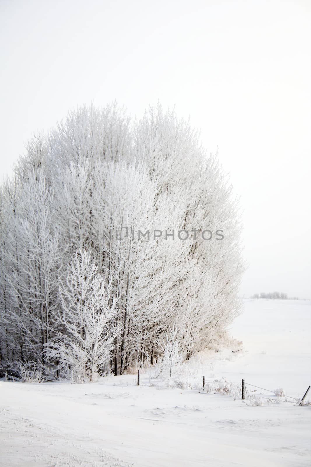 Frosty Trees I by travellinjess