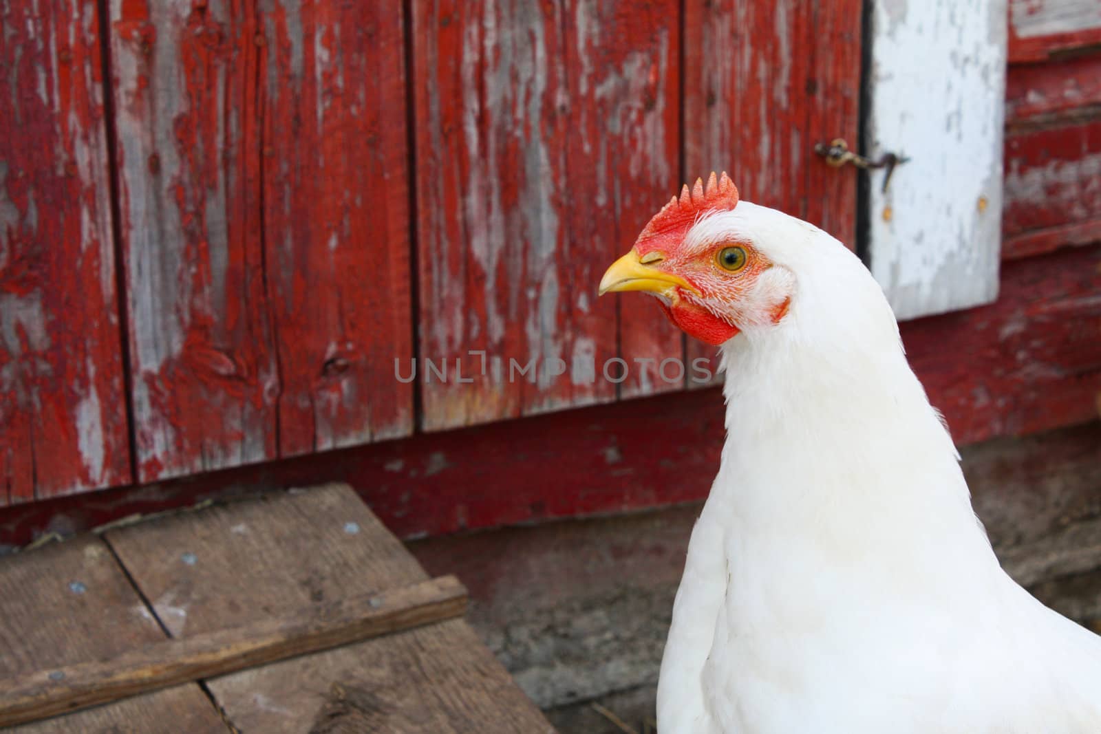 A single white hen with a shabby red barn with peeling paint in the background.