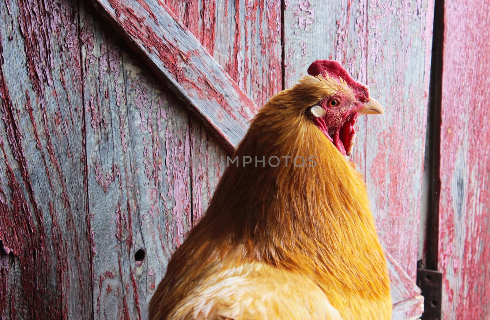 A gold colored rooster in front of a barn door with peeling red paint.