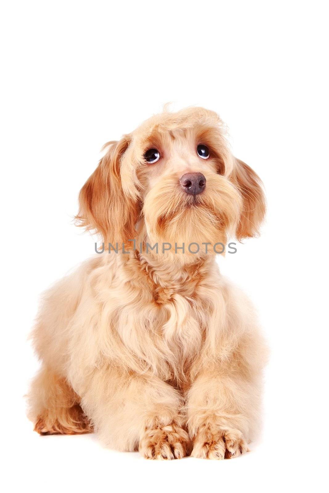 Decorative dog. Puppy of the Petersburg orchid on a white background