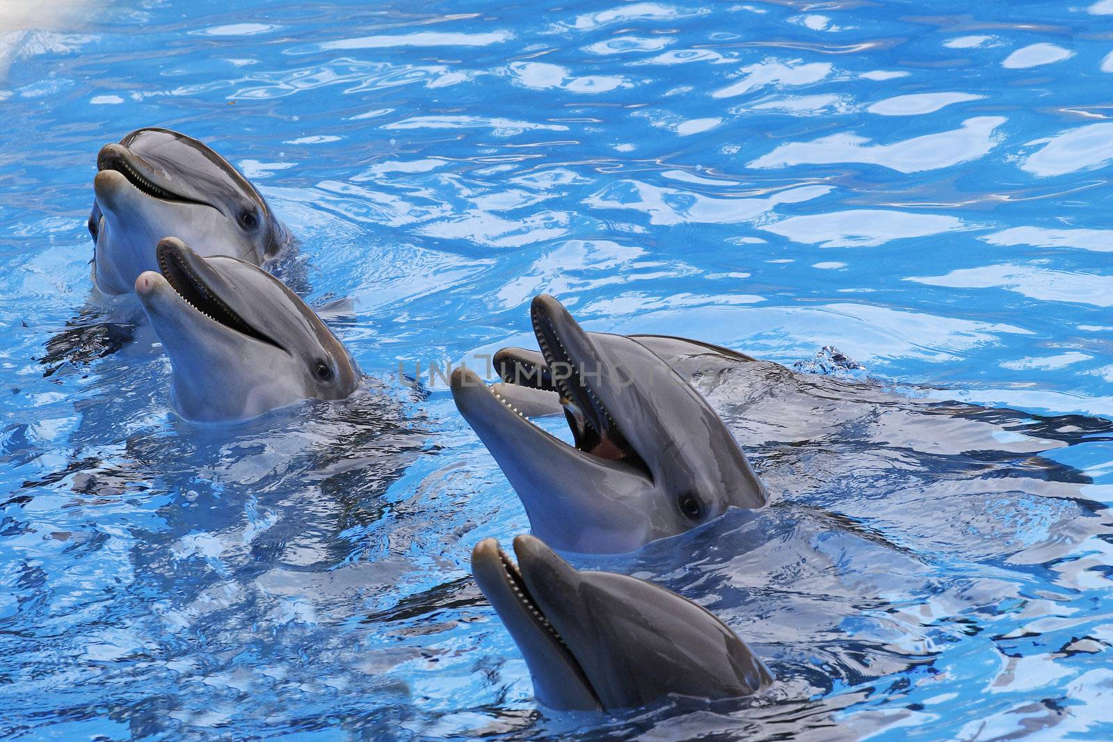 A group of  Bottlenose Dolphins, Tursiops truncatus,