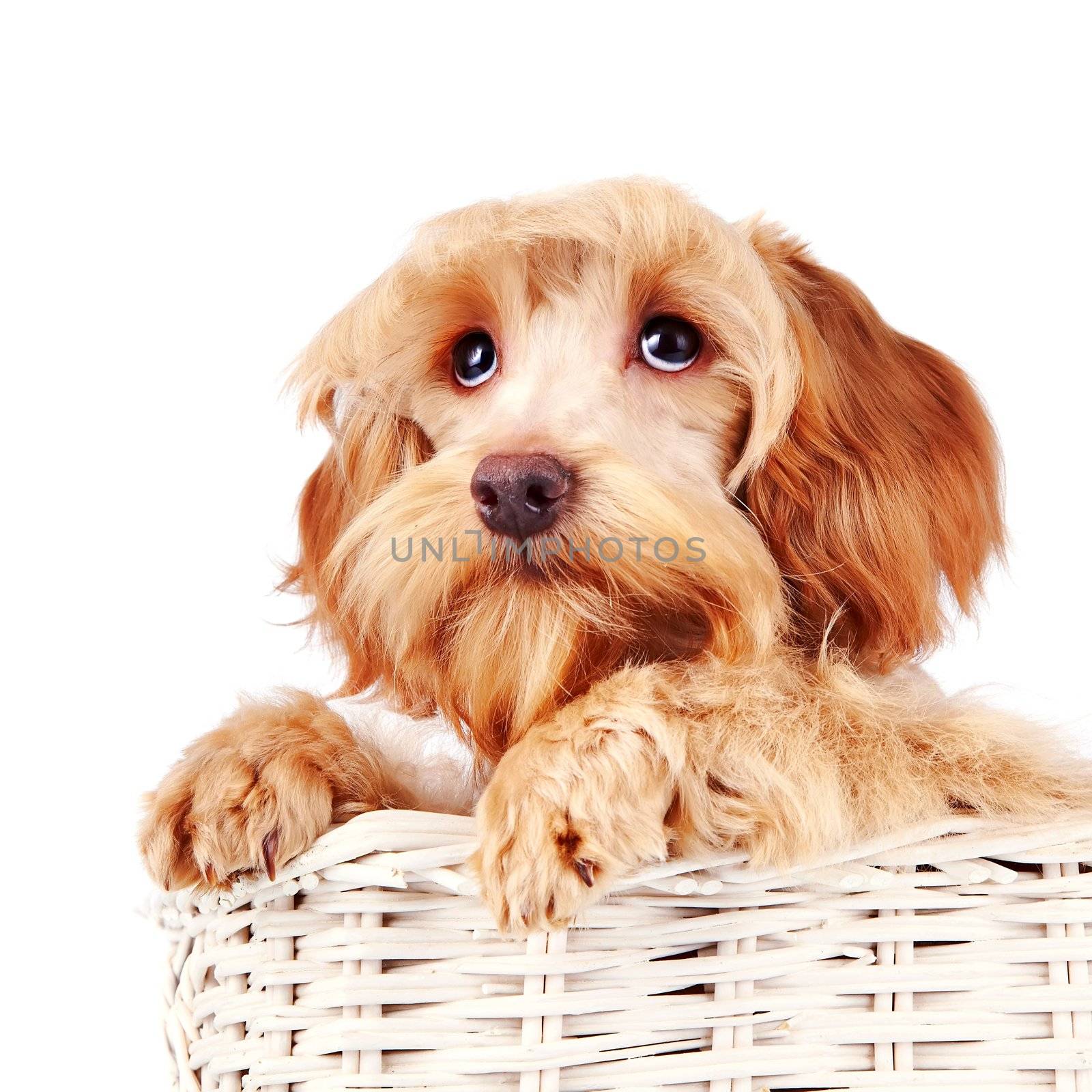Portrait of a decorative dog in a white basket. by Azaliya
