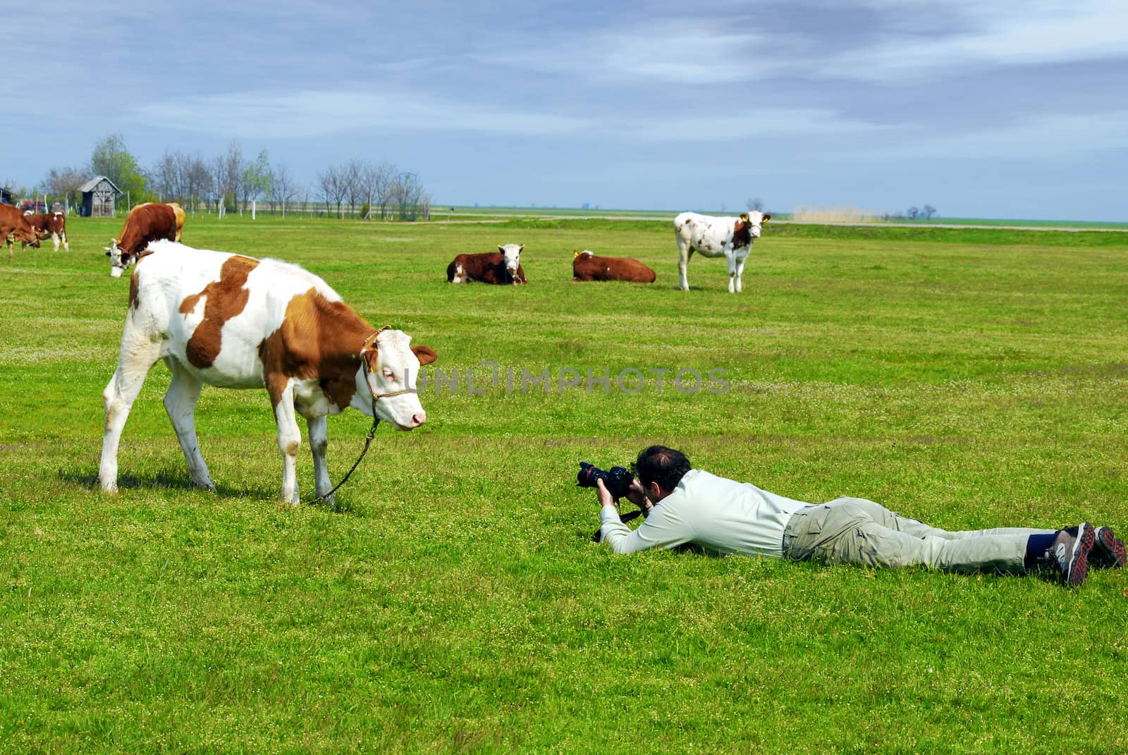 Photographer photographed a cow in the meadow