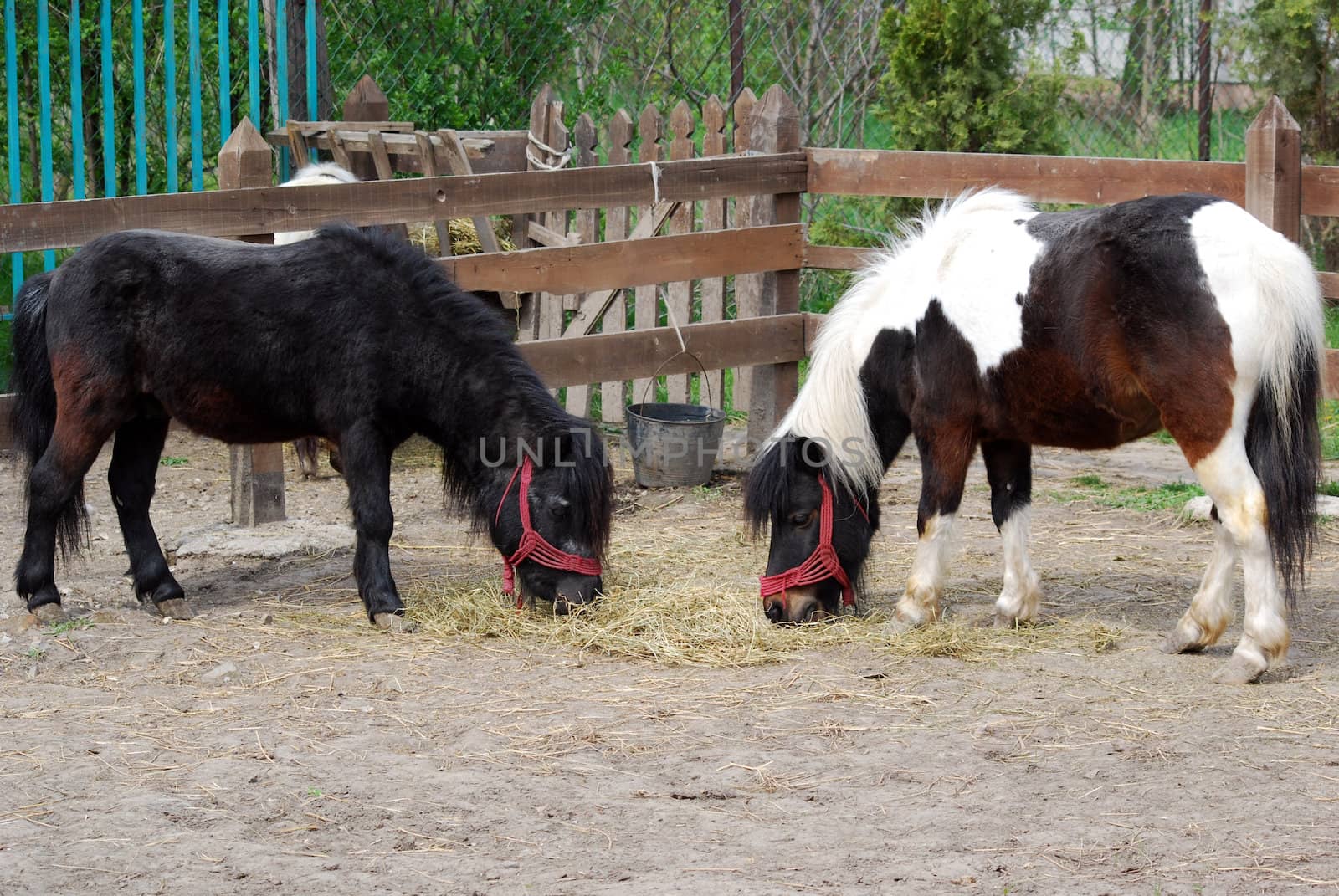 Two pony horses in corral