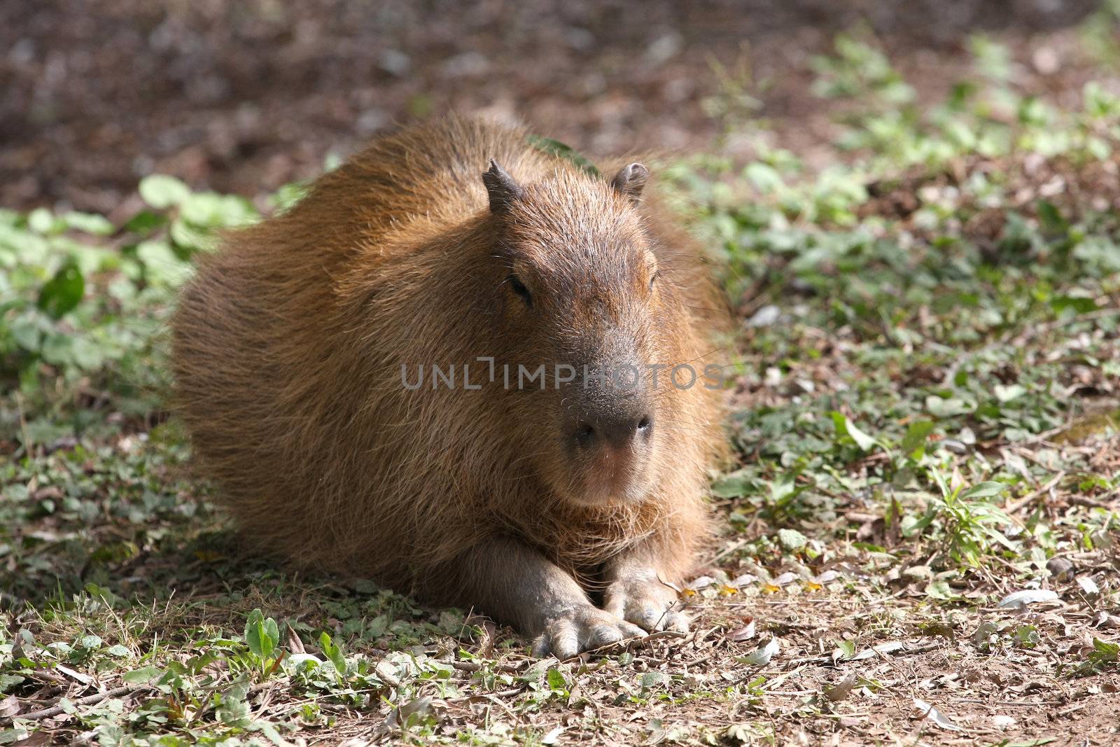 Capybara laying on grass in late afternoon sun