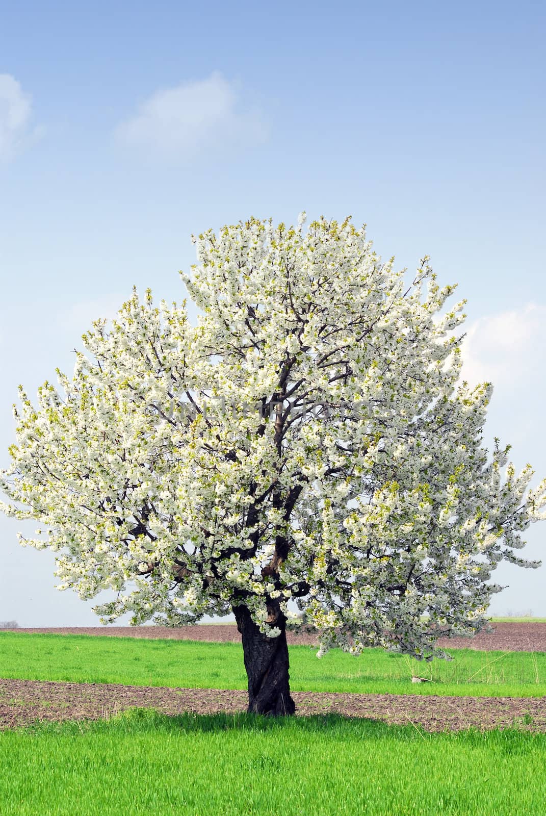 Outdoor nature scene with spring tree