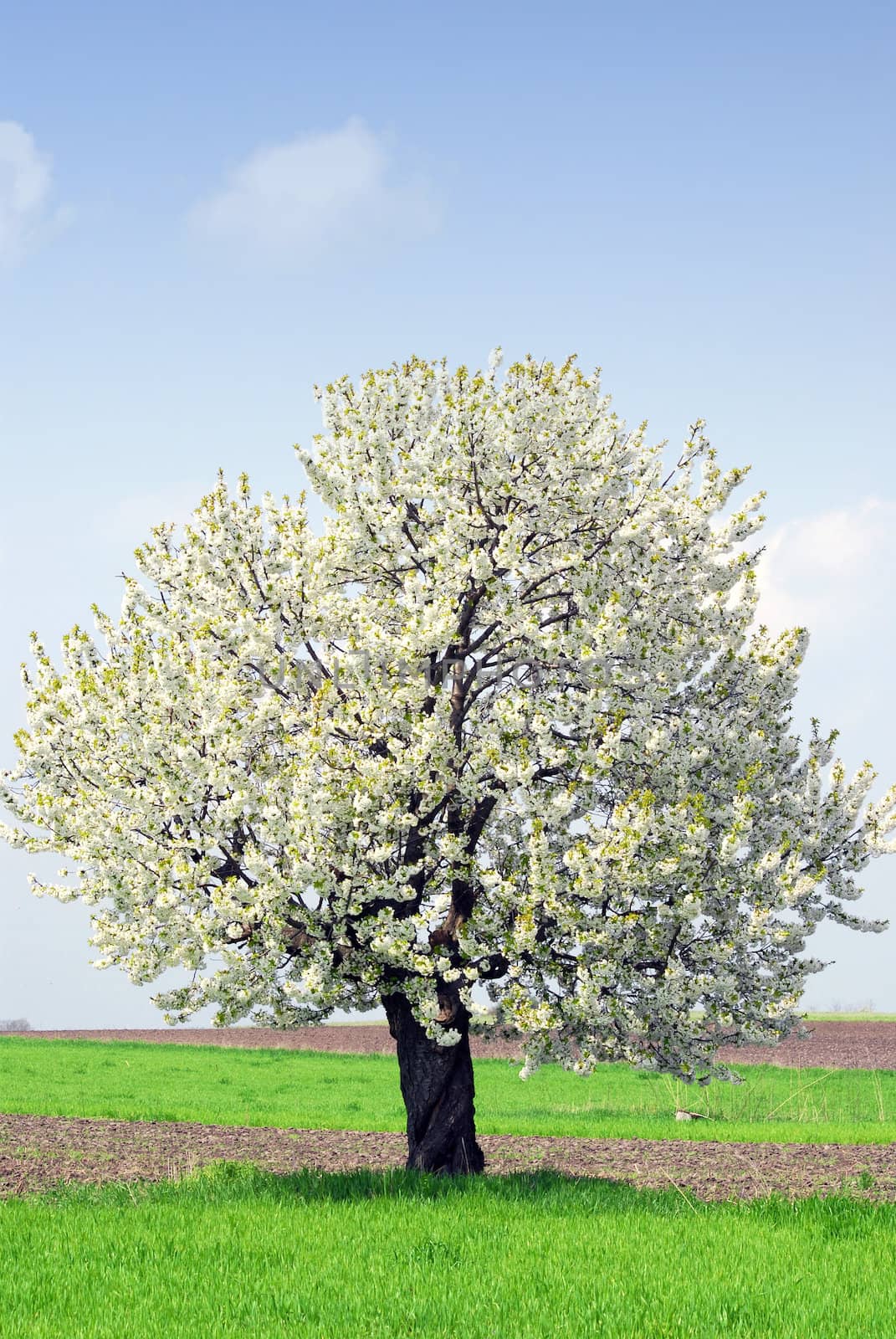 Outdoor nature scene with spring tree