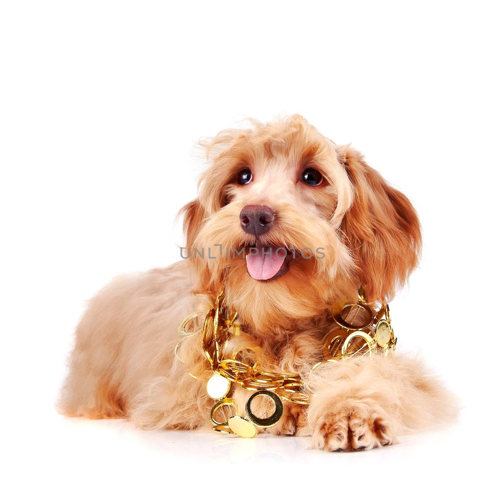 Decorative beige dog in gold ornament by Azaliya