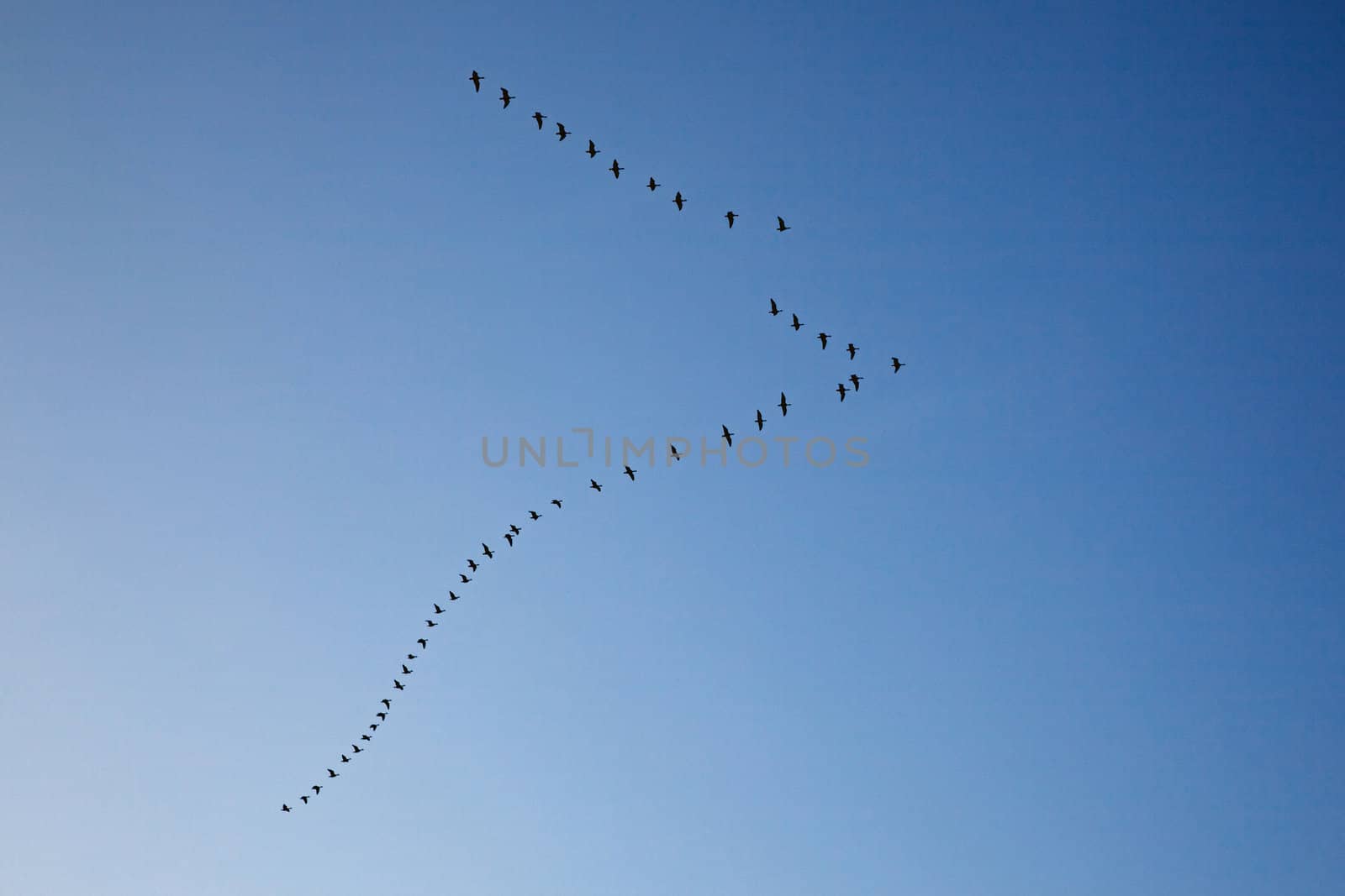 flock of geese forming V in blue sky