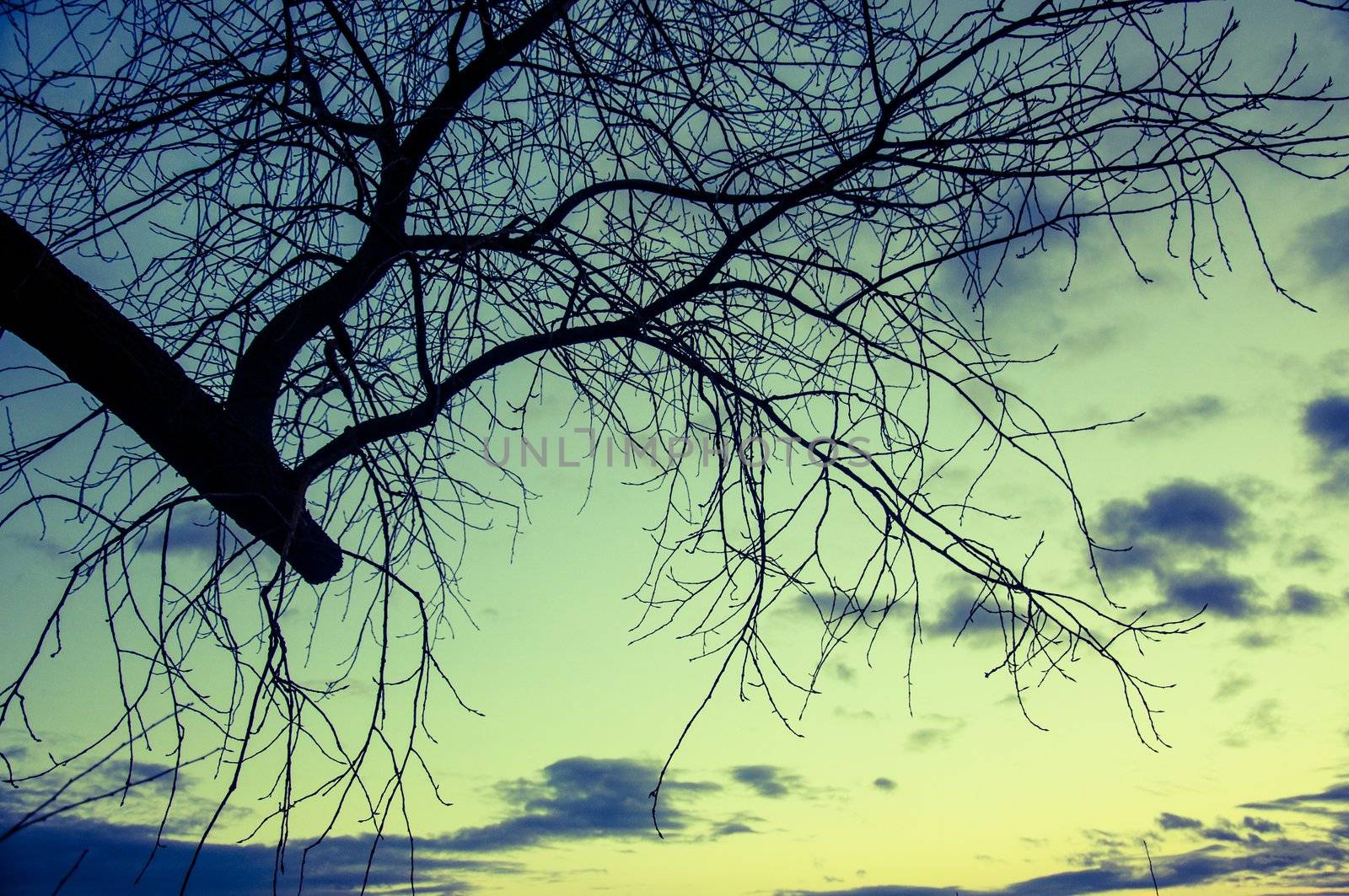 An image of tree silhouette during amazing sunset