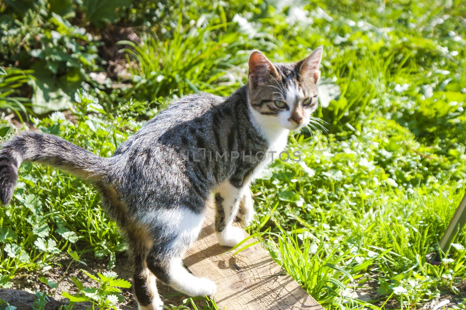 An image of homeless cat