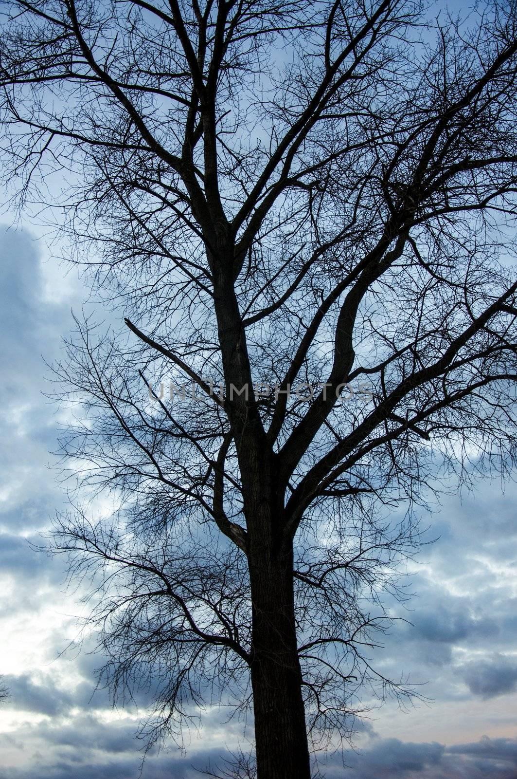 An image of tree silhouette during amazing sunset