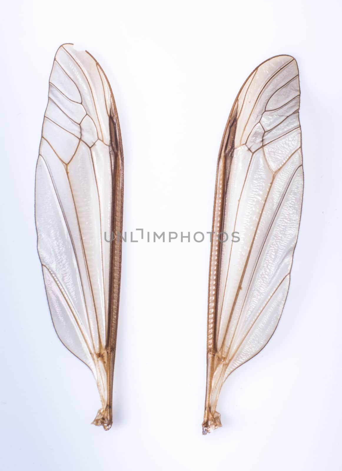 an image of mosquito wings