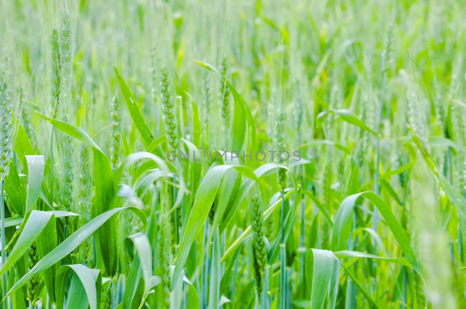 An image of wheat corn