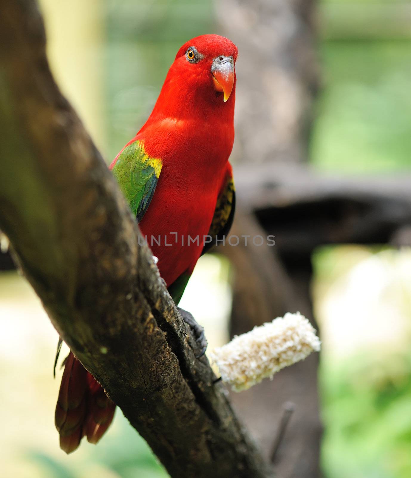 Beautiful red parrot bird close up