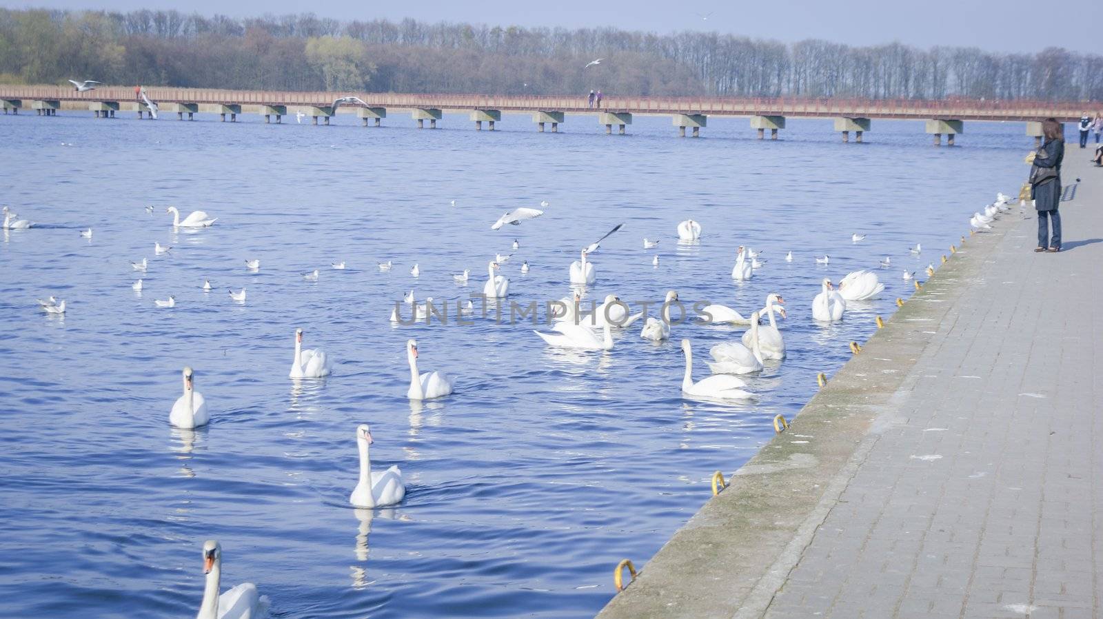 An image of Swan on the lake
