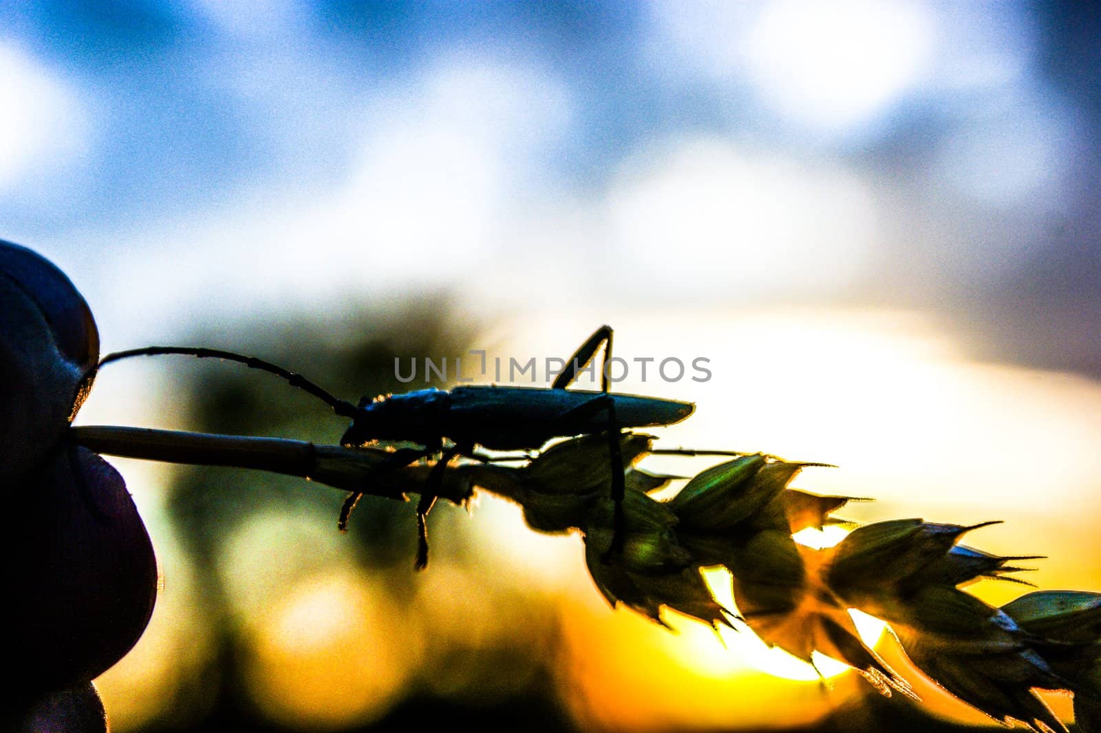 An image of Insect on wheat ear
