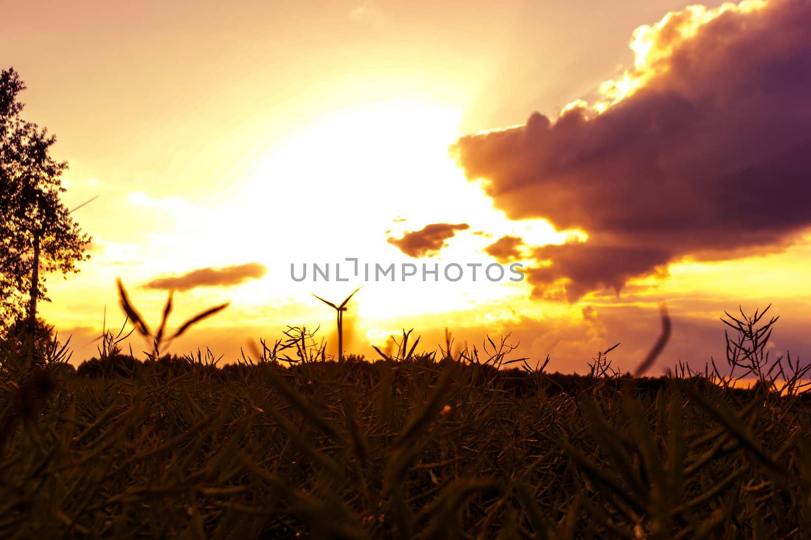 An image of wheat corn