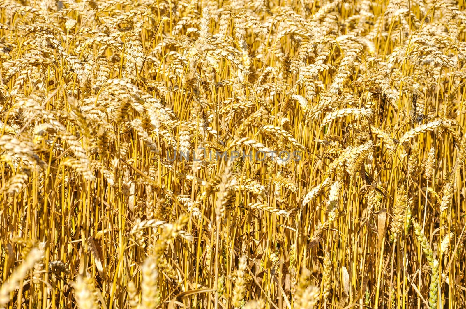 An image of wheat corn