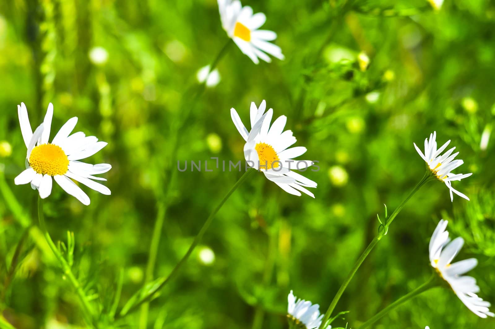 An image of wheat corn