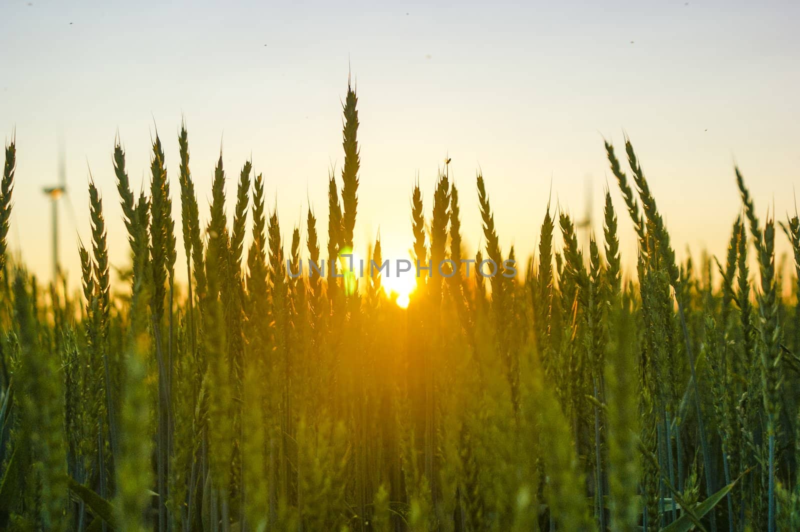 An image of wheat corn