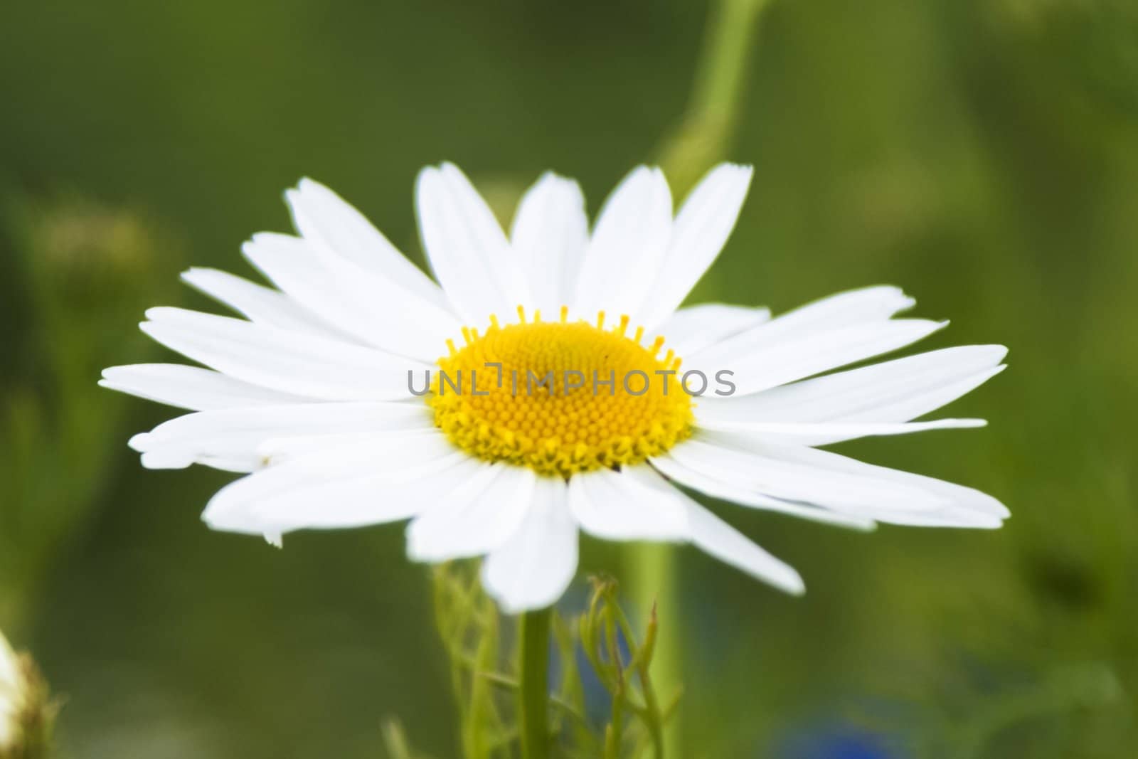 An image of wheat corn
