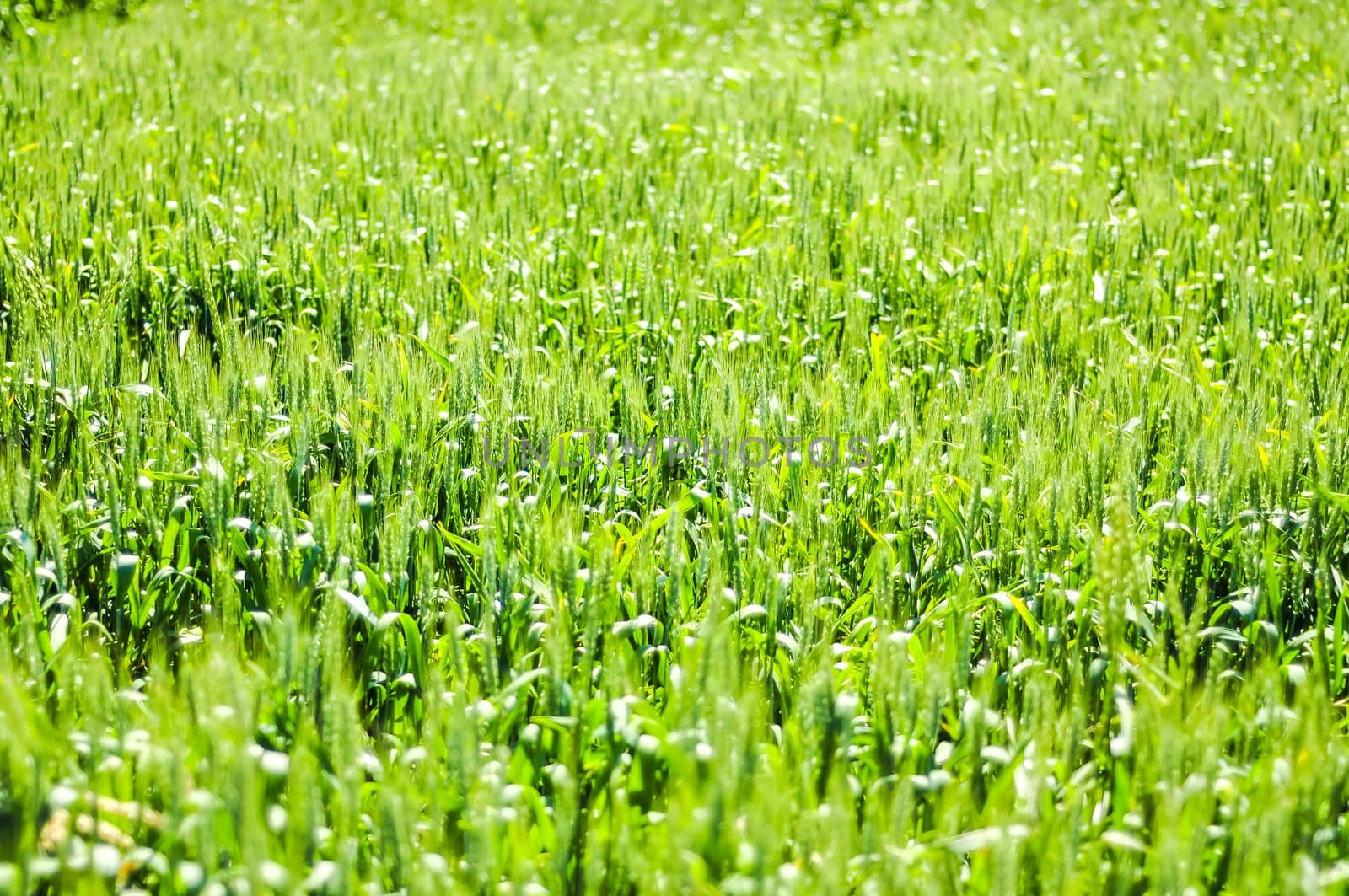 An image of wheat corn